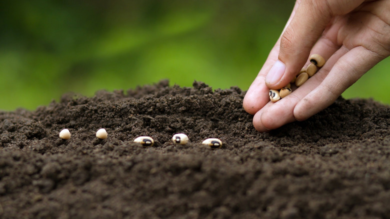 Hand planting seeds in soil
