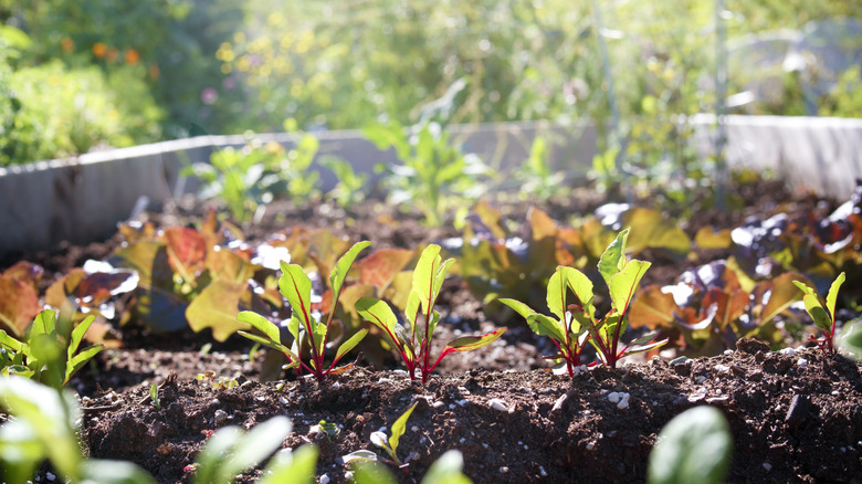 Beets in sunny garden bed