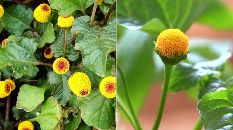 Split image of the flowers of the "toothache" plant with red centers in yellow button-like flowers, and a single toothache plant flower of only yellow