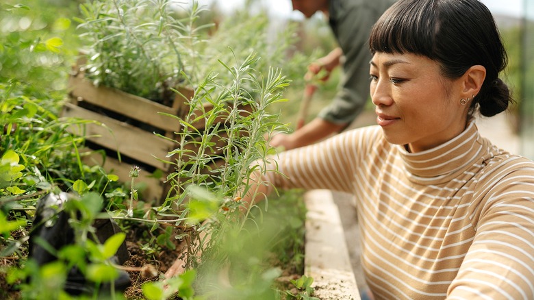 A gardener smiles as they work on herb plants in a raised garden bed