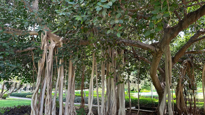 the Audrey Ficus (Ficus benghalensis)