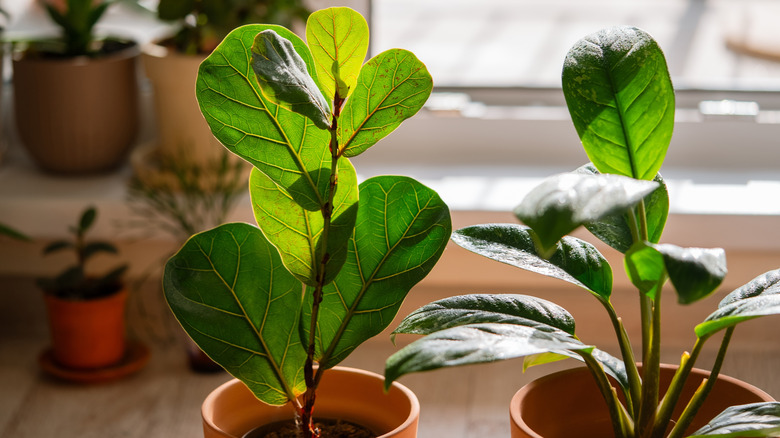 two fiddle leaf figs growing in pots