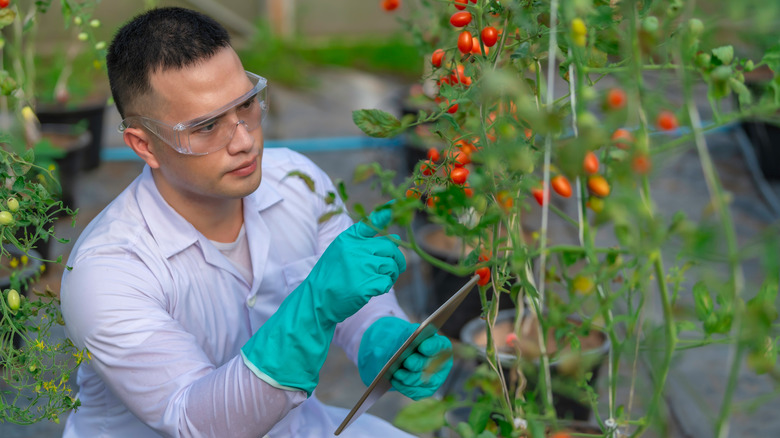 'Scarlet Sunrise' is a high-yielding, open-pollinated, indeterminate tomato plant.