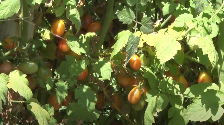 Scarlet sunrise grape tomatoes are intensely sweet yet moderately acidic