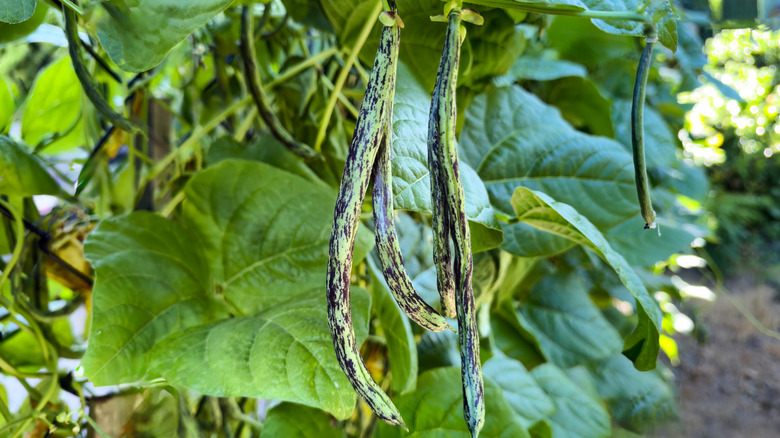Mature rattlesnake green pole beans ready for the summer harvest