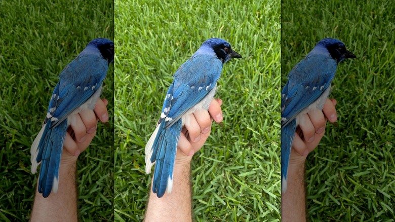 grue jay on scientist's hand