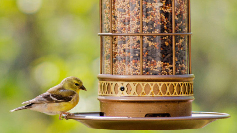 A finch feeding from a bird feeder