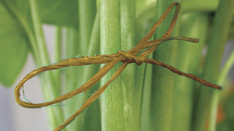 A piece of twine tied around the stem of a plant