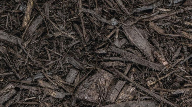 A close-up shot of mulch chippings