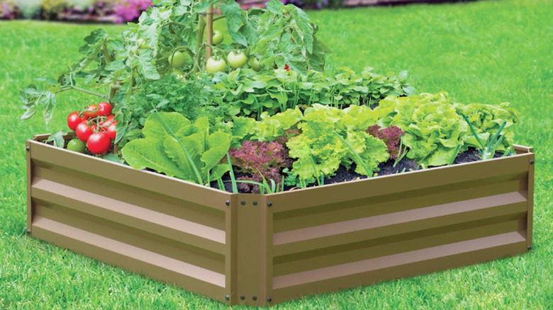 A raised bed with vegetables growing inside