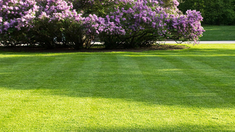 A beautifully well-kept lawn