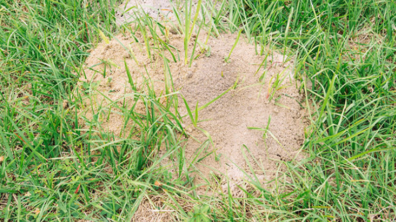 A patch in a lawn caused by invasive insects