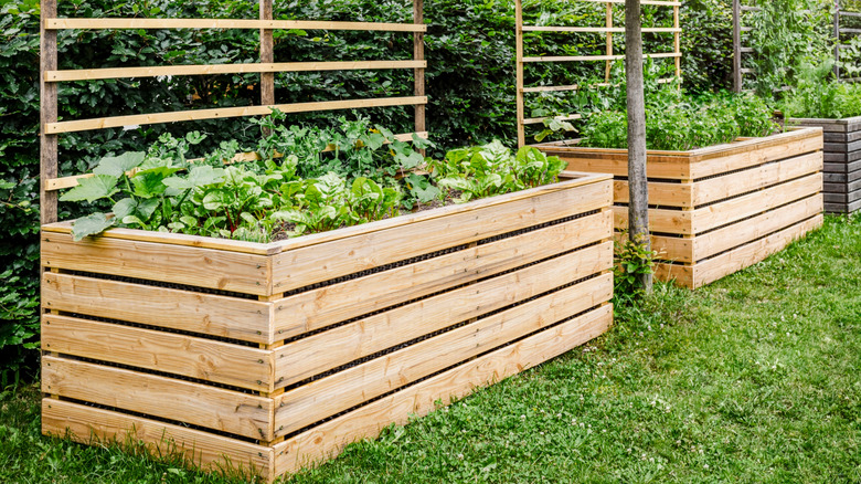 Wooden raised garden box with trellis attached and plants inside.