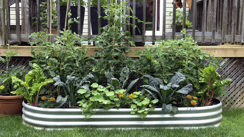 A raised galvanized steel garden bed overflowing with lettuces, marigolds, and other plants.