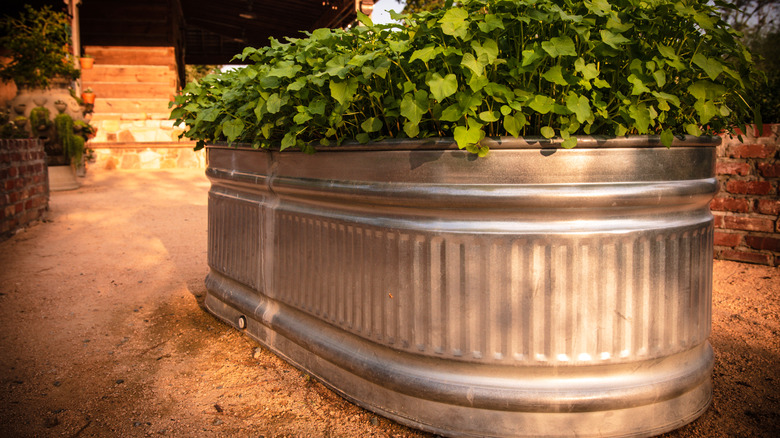 Dusty gravel ground with a steel raised garden bed in the foreground and thick green plants filling it.