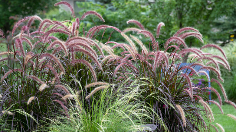 Mexican feather grass in garden