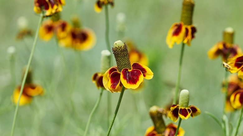 Mexican Hat Plants