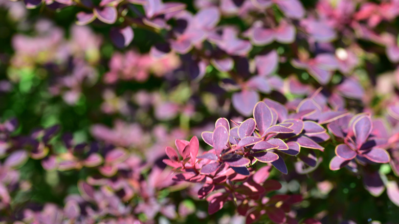 Close up of Japanese barberry shrup with pink and purple foliage