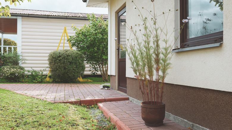 Plants and lawn several feet from house walls