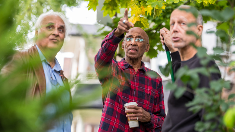 Three men standing together and looking at a tree in their neighborhood.
