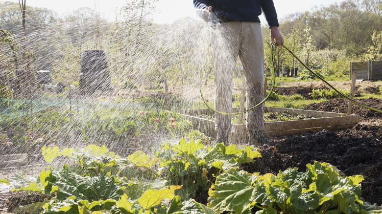 Person using a hose to water a garden