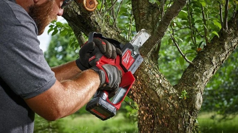 Man pruning the branches off a tree