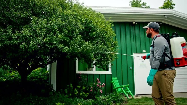 Man spraying bushes with a backpack sprayer
