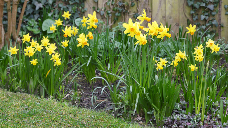Yellow miniature and standard daffodils blooming together in a garden bed.