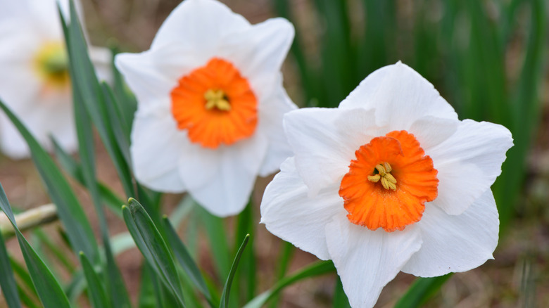 Two 'Professor Einstein' daffodil flowers with white petals and orange cup.