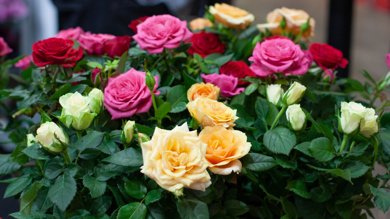 Multicolor miniature rose bush