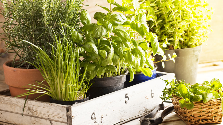 Fresh herbs in pots