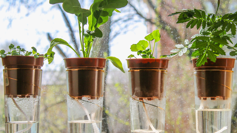 Four plants in a DIY self-watering set-up with different water levels