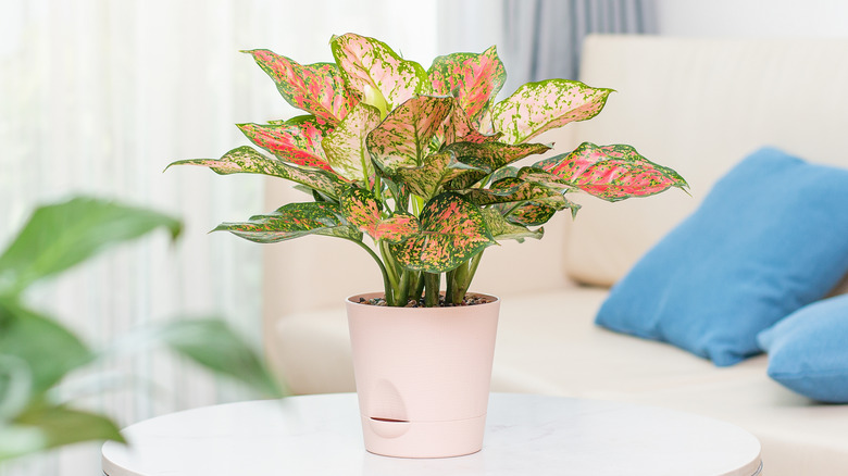 Houseplant in a self-watering pot with bottom reservoir