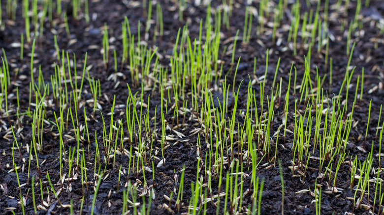 New grass growing