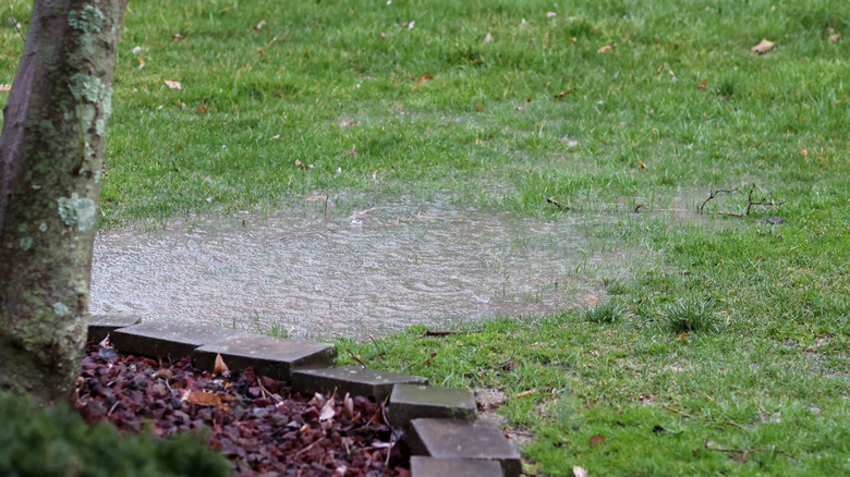 A puddle in the grass