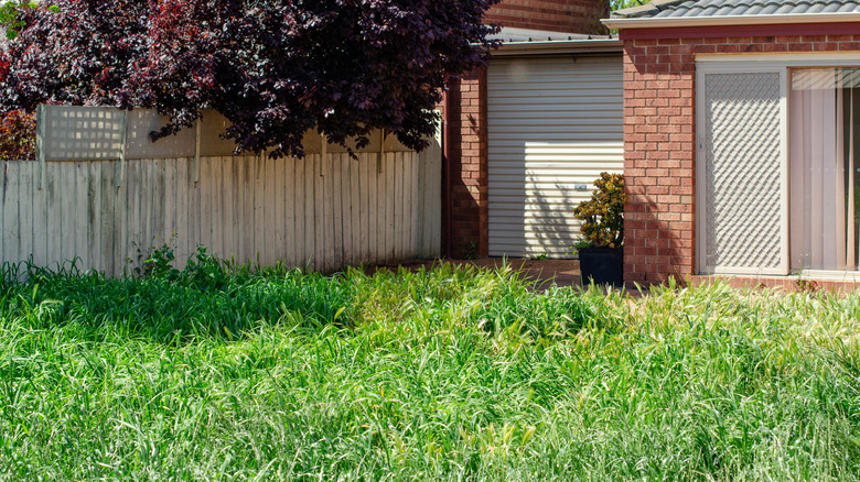 A backyard with tall grass
