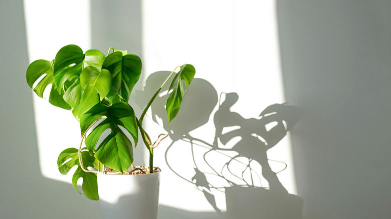 bright green plant in sun