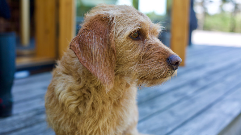 dog on patio deck
