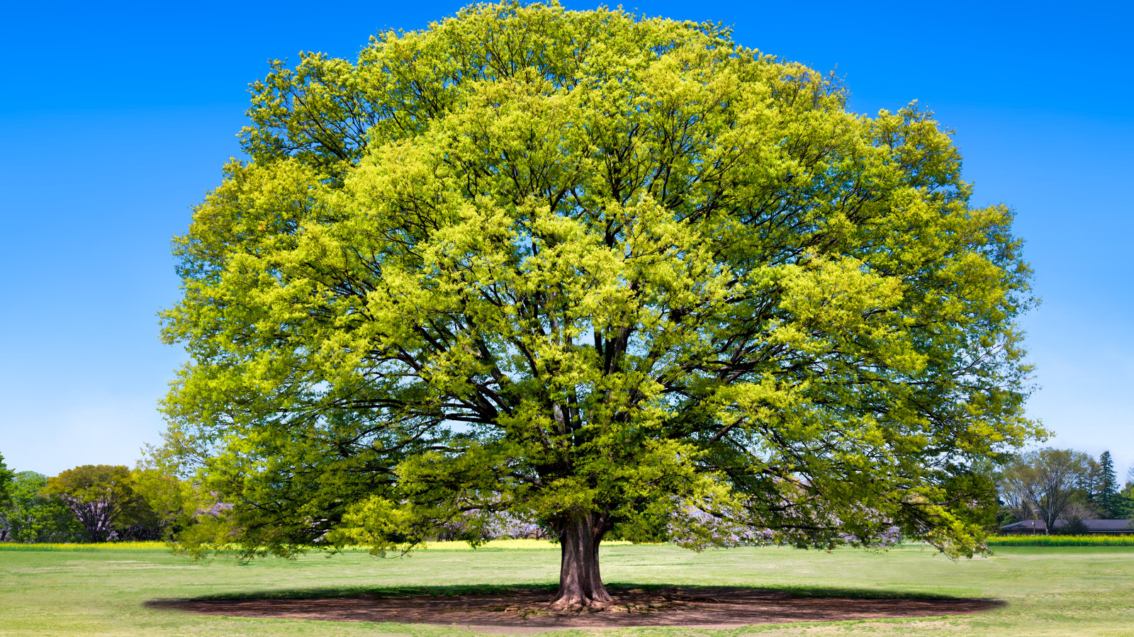 https://www.housedigest.com/img/gallery/mistakes-everyone-makes-when-caring-for-japanese-elm-trees/l-intro-1704266601.jpg