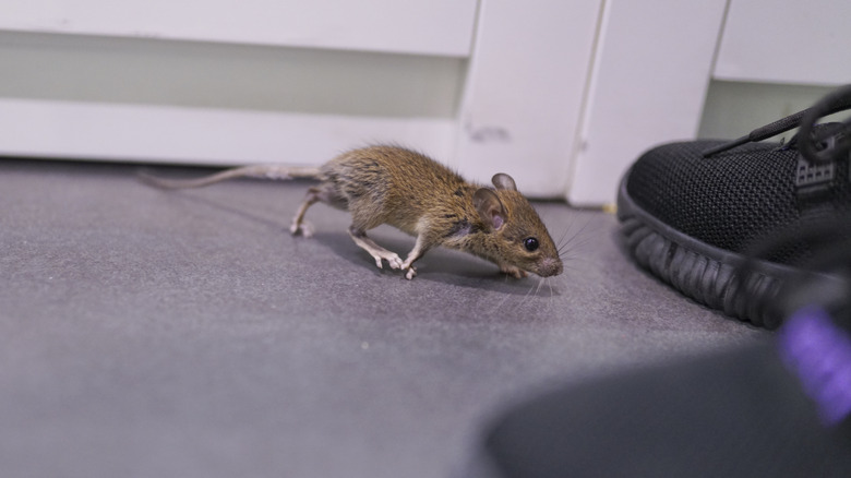 Small mouse runs inside a house