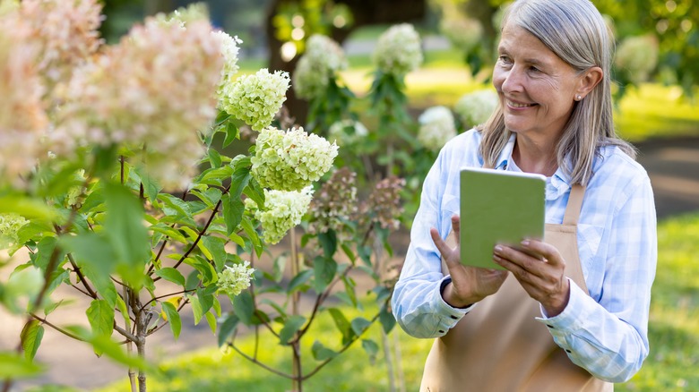 Woman looking at green lilacs