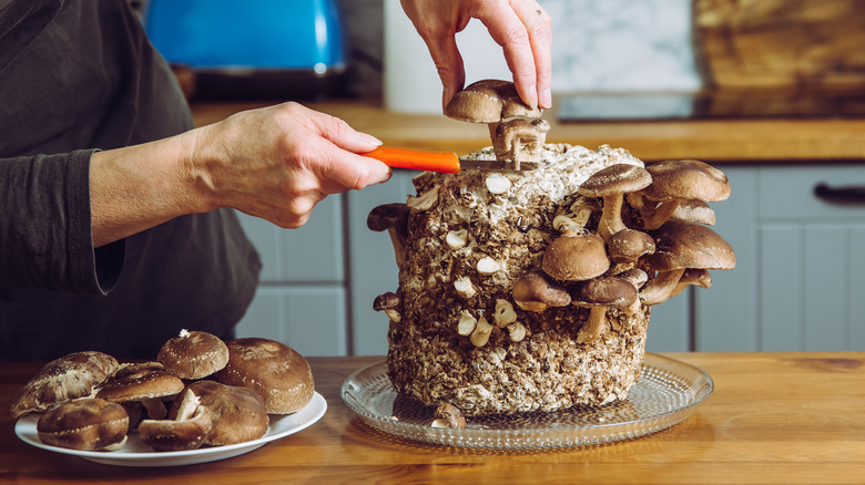 woman harvesting mushrooms at home