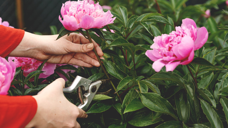 Snipping off peonies