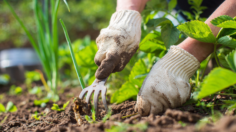 A person weeding the garden