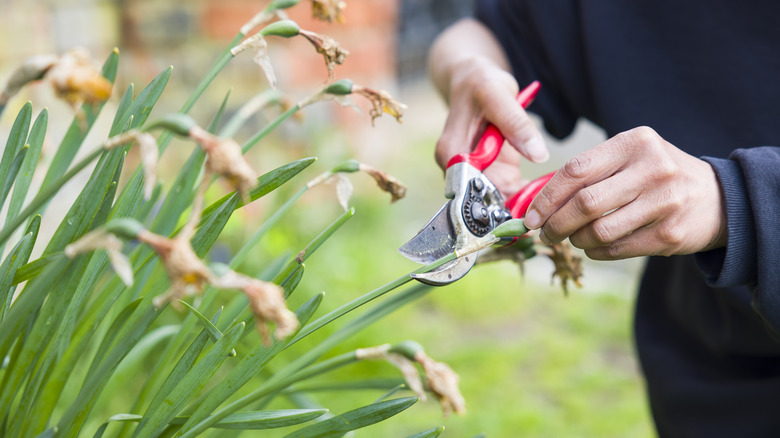 A person deadheading daffodils