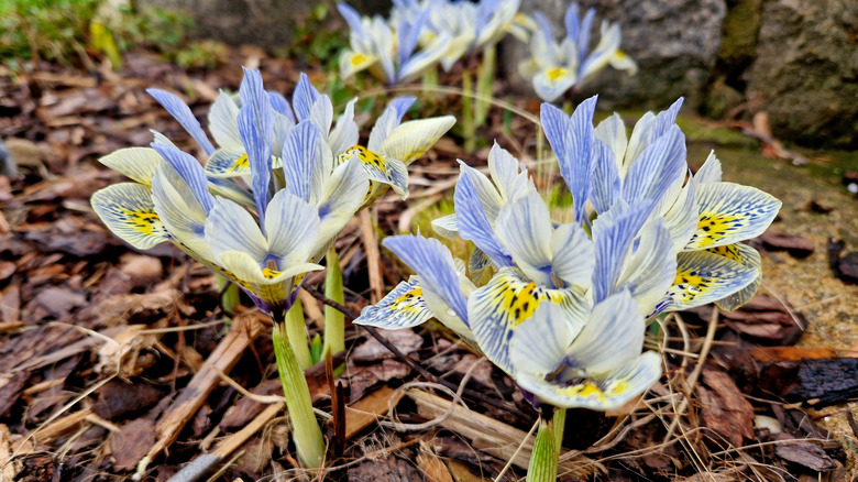 Mulch around mini irises