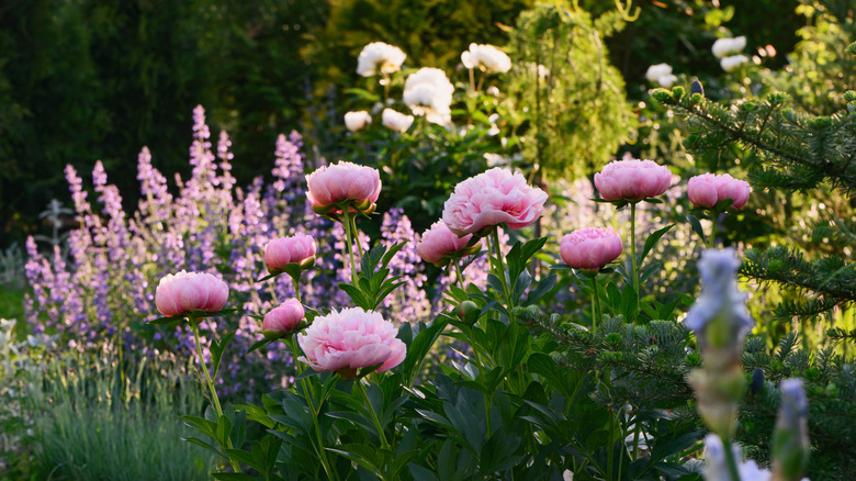 Perennial flowers in a garden