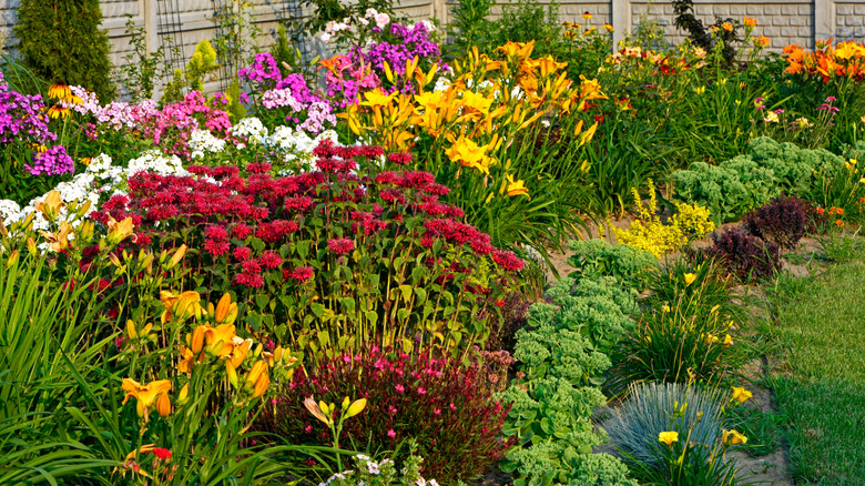 A garden with perennials