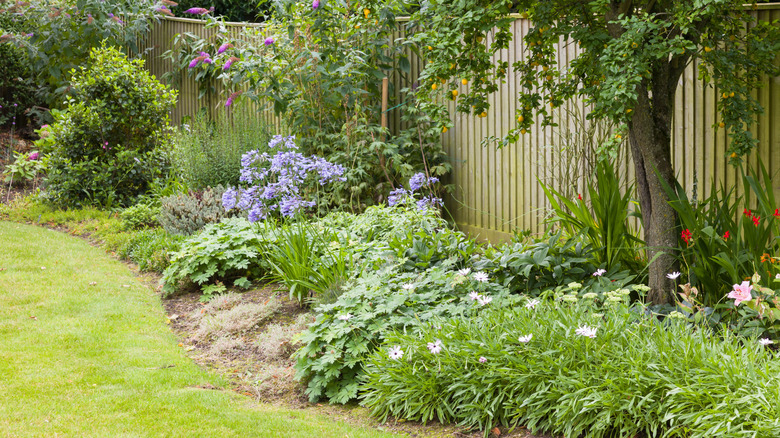 Perennials in a garden