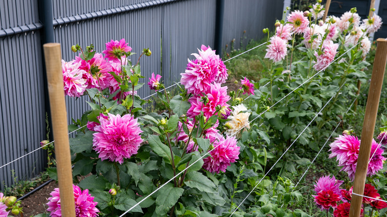 Dahlias staked in a garden